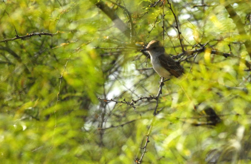 73uvaldecounty 039browncrestedflycatcher.jpg