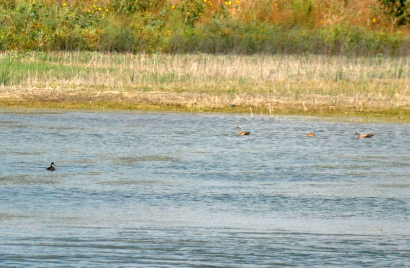 73uvaldecounty 120fishhatcherywaterfowl.jpg
