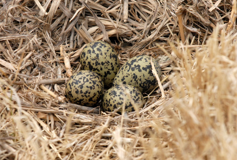 73uvaldecounty 125black-necked stilt nest zzzzzzzz.jpg