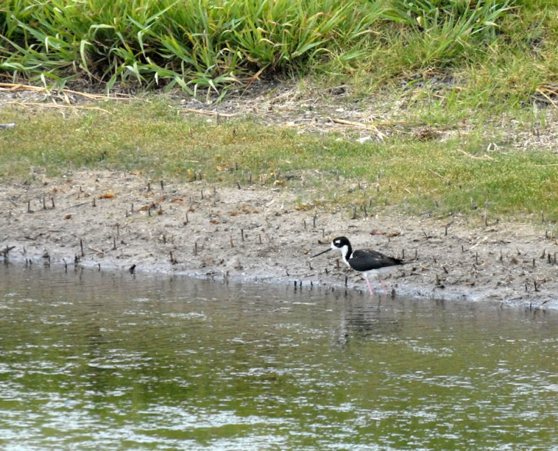 73uvaldecounty 129blackneckedstilts.jpg