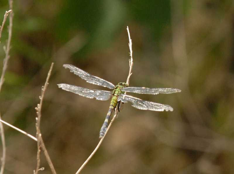 73uvaldecounty 134commonpondhawk.jpg