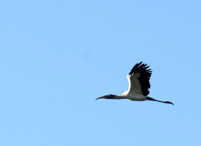 76cooks 013woodstork.jpg