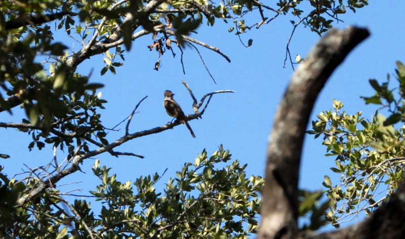 76cooks 174greatcrestedflycatcher.jpg
