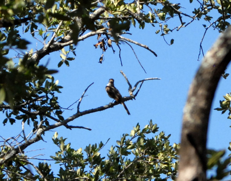 76cooks 177greatcrestedflycatcher.jpg