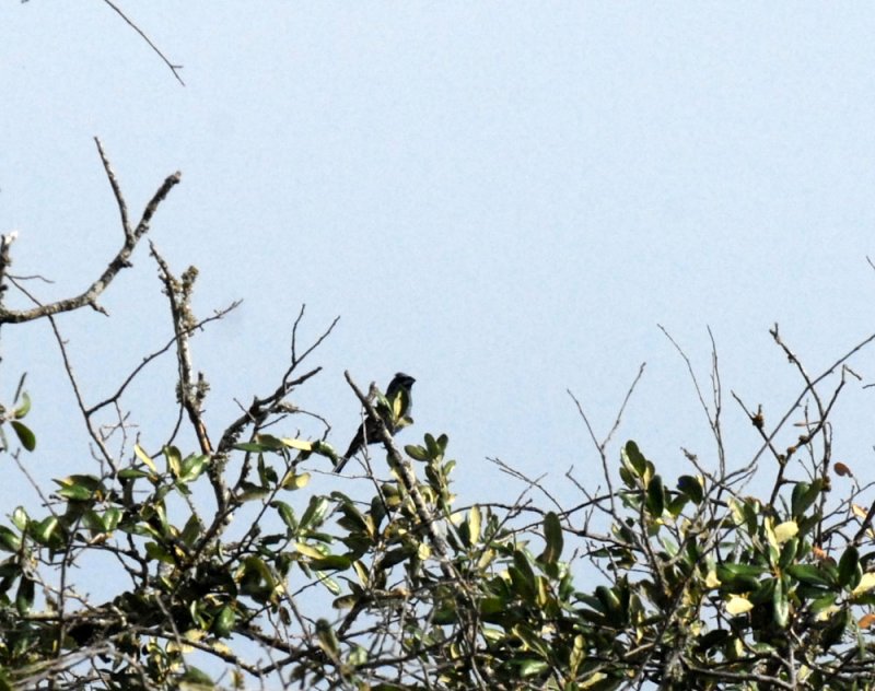 726cooksgliders 072bluegrosbeak.jpg