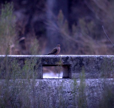 217neals 023mourningdove.jpg