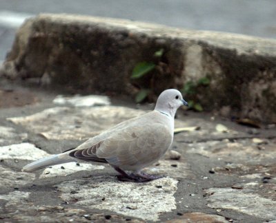 217neals 065EurasianCollaredDove.jpg