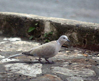 217neals 066EurasianCollaredDave.jpg