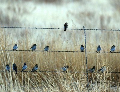 220westTexas 111larkbuntings.jpg