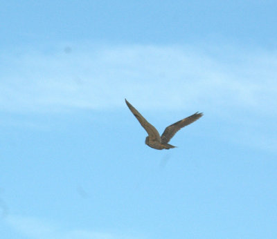 220westTexas 119shortearedOwl.jpg