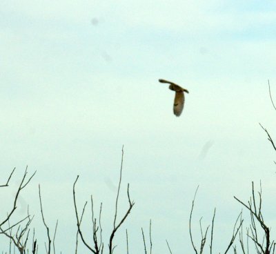 220westTexas 125shortearedOwl.jpg
