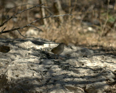 DSC_7715olivesparrow.jpg