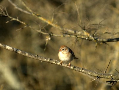 32neals 016fieldsparrow.jpg