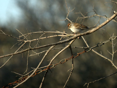 32neals 029chippingsparrow.jpg