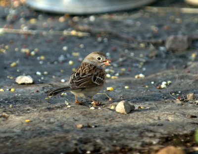 32neals 036fieldsparrow.jpg