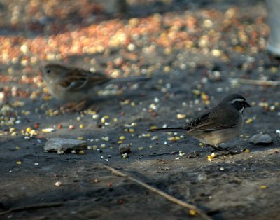 32neals 039blackthroatedField.jpg