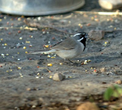 32neals 040blackthroated.jpg