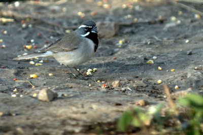 32neals 041blackthroated.jpg