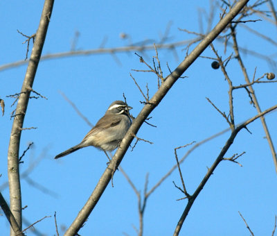 32neals 046blackthroatedsparrow.jpg
