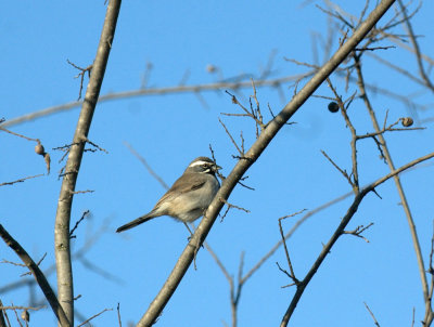 32neals 047blackthroatedsparrow.jpg