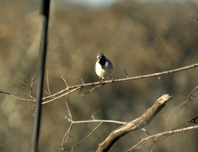 32neals 061blackthroatedsparrow.jpg