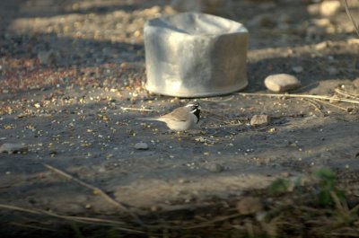 32neals 064blackthroatedsparrow.jpg