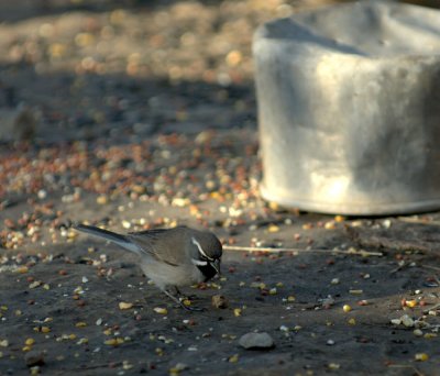32neals 062blackthroatedsparrow.jpg