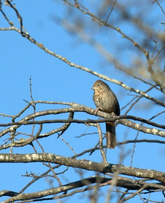 32neals 071canyontowhee.jpg