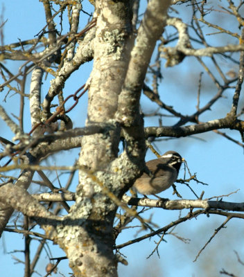 32neals 075blackthroatedsparrow.jpg