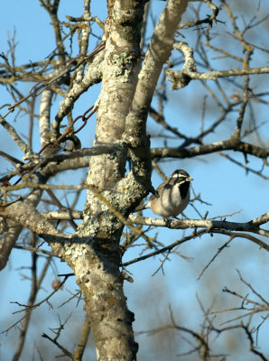 32neals 076blackthroatedsparrow.jpg