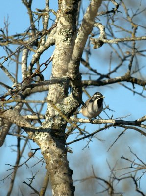 32neals 076blackthroatedsparrow.jpg