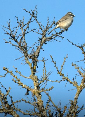 32neals 077blackthroatedsparrow.jpg