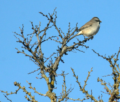 32neals 078blackthroatedsparrow.jpg