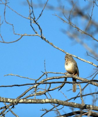32neals 079canyontowhee.jpg