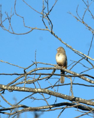 32neals 082canyontowhee.jpg