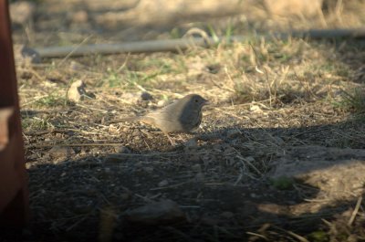 32neals 095canyontowhee.jpg