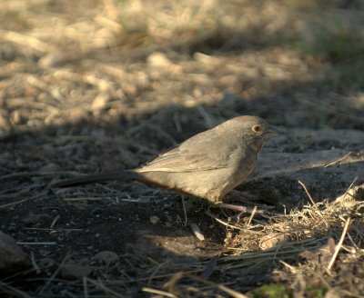 32neals 101canyontowhee.jpg