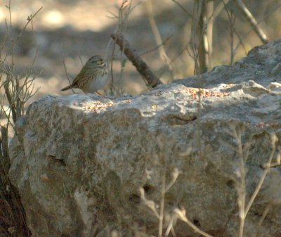 32neals 110lincolnssparrow.jpg