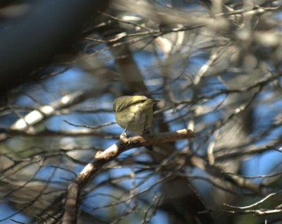 32neals 118huttonsVireo.jpg