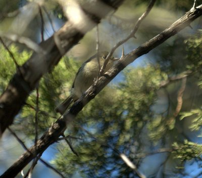 32neals 123huttonsvireo.jpg
