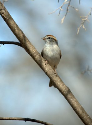 32neals 163chippingsparrow.jpg
