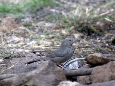 37neals 612canyonTowhee.jpg