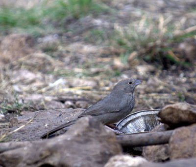 37neals 613canyonTowhee.jpg