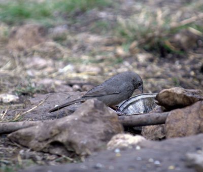 37neals 614canyonTowhee.jpg