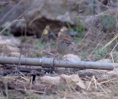 37neals 615rufouscrownedsparrow.jpg