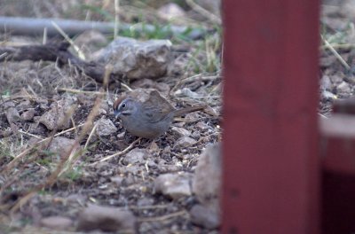 37neals 620rufouscrownedsparrow.jpg