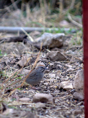37neals 622rufouscrownedsparrow.jpg