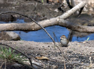 37neals 709chippingSparrow.jpg
