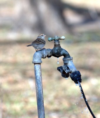 37neals 744chippingsparrow.jpg