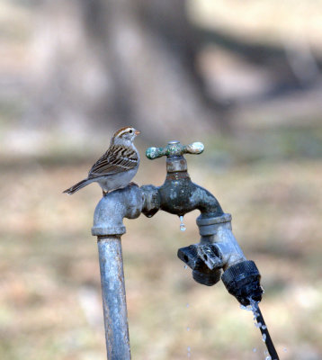37neals 745chippingSparrow.jpg